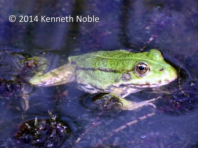 marsh frog (Rana ridibunda) Kennthe Noble